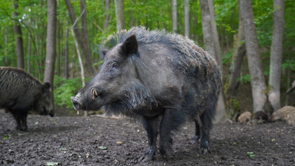 wild-boar-new