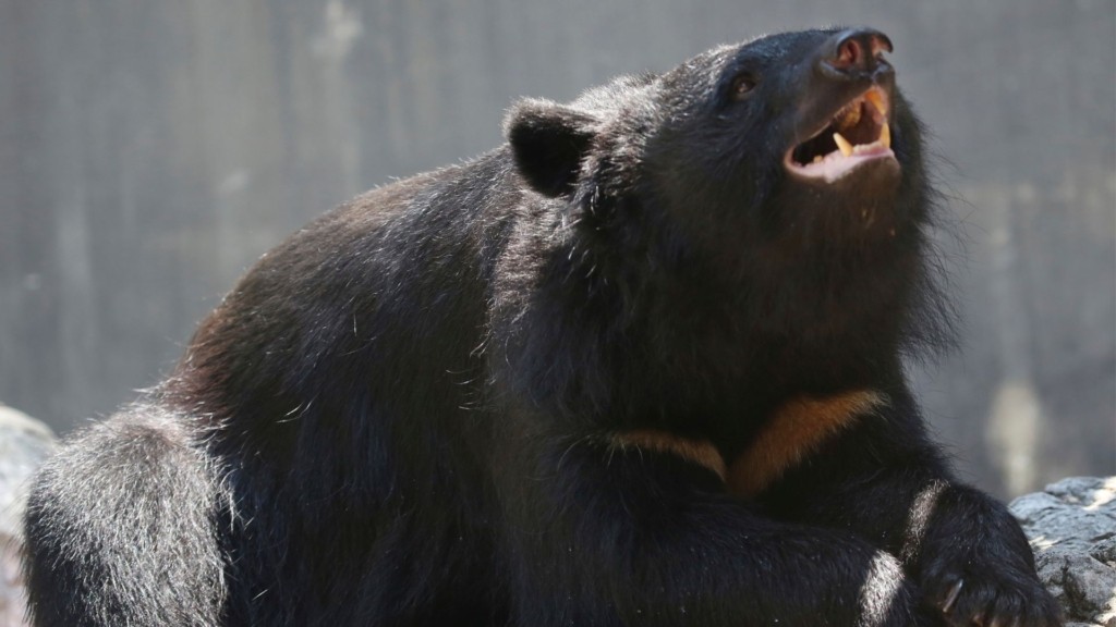 JAPAN+BEAR