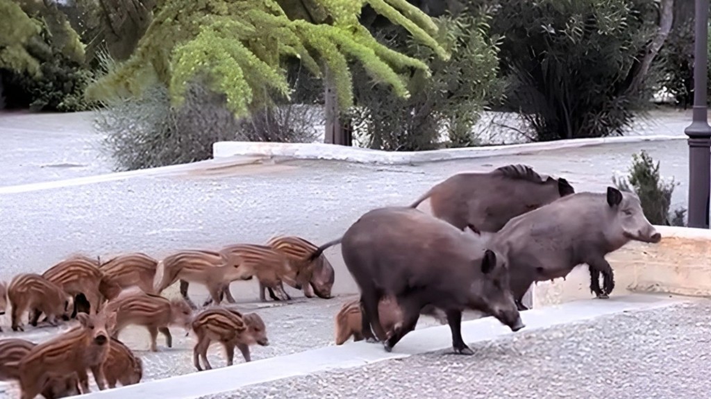 agriogourouna new