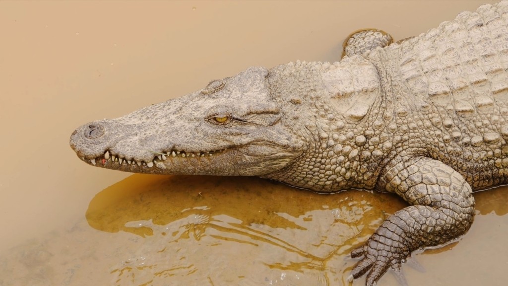aligator