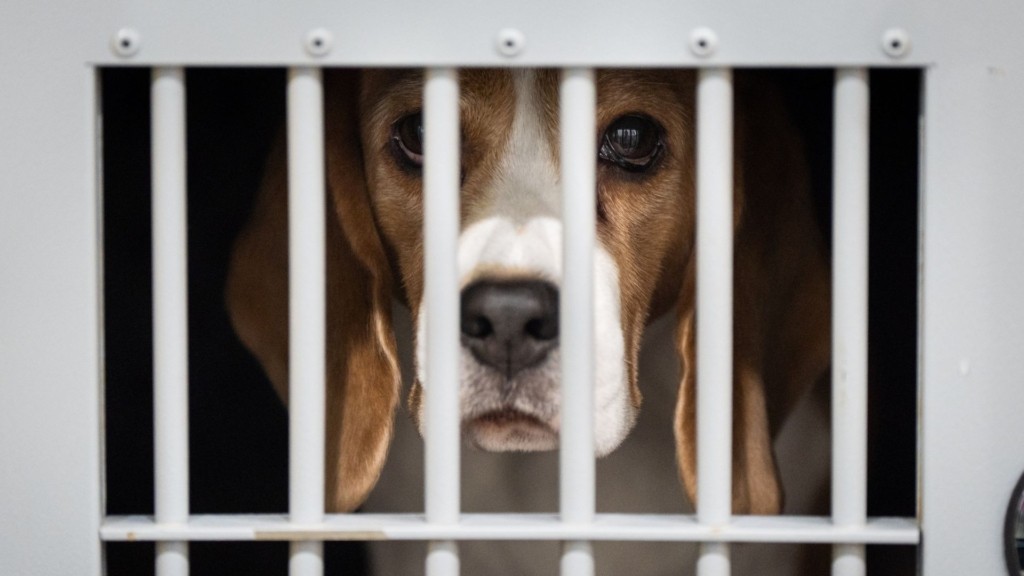 beagle