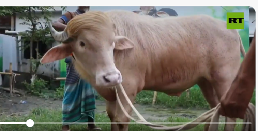 donald trump buffalo- new