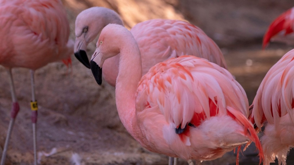 flamingo-2