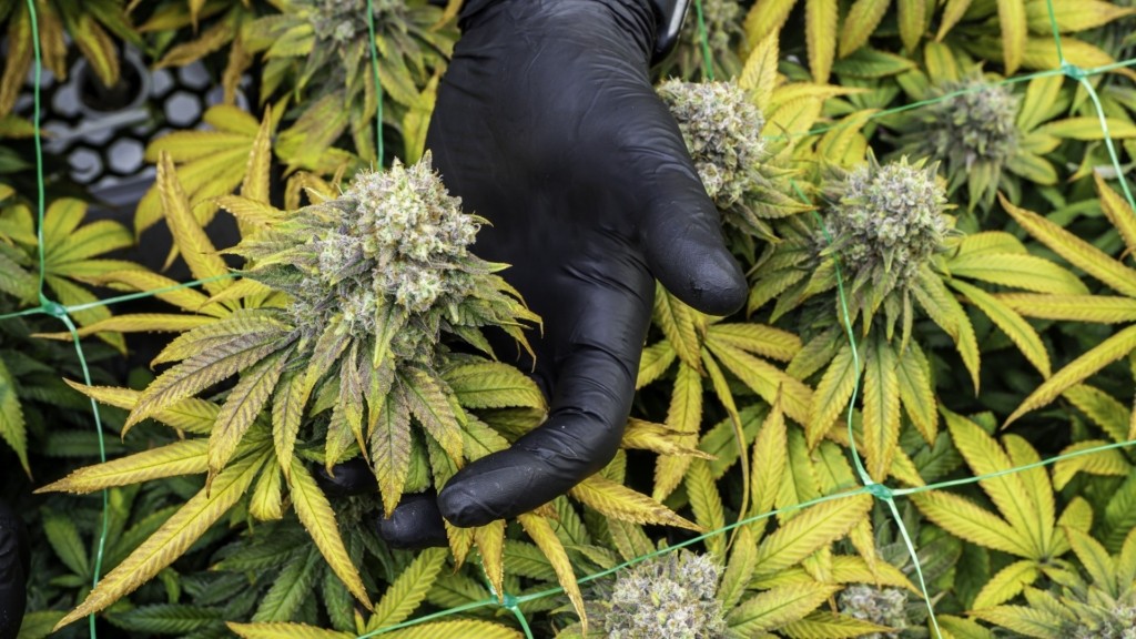 hydroponic-cannabis
