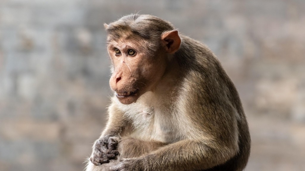 monkey_new_1234