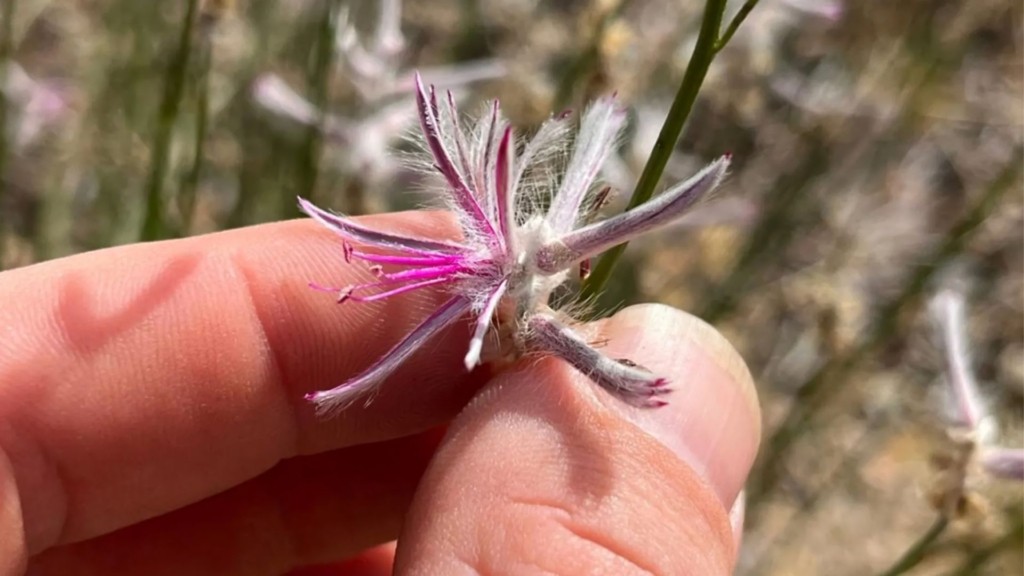 ptilotus-senarius-1