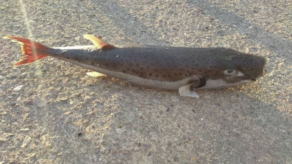 Lagocephalus