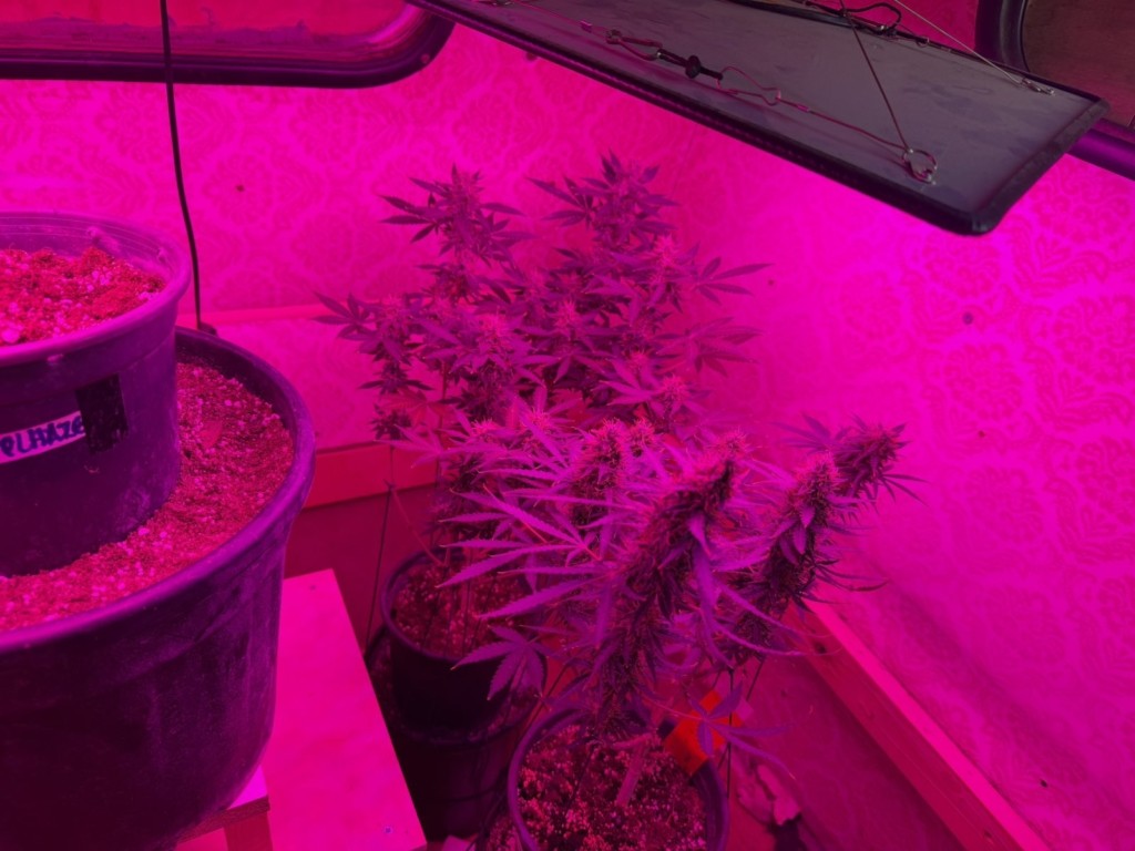 SYLLHPSH+KALLIERGEIA+KANNABHS+MYKONOS+F4
