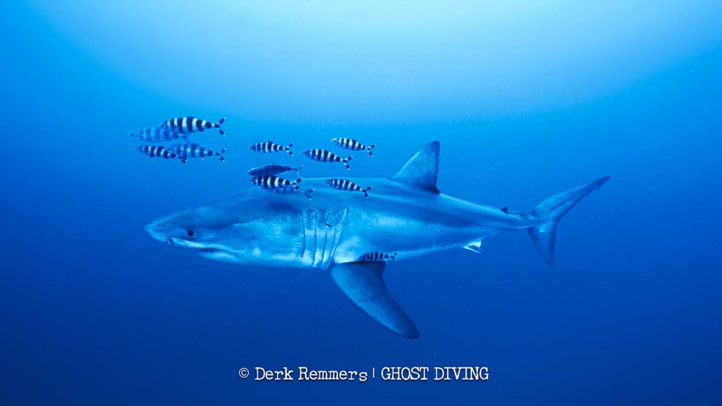 WhiteShark_DR-4-Derk-Remmers