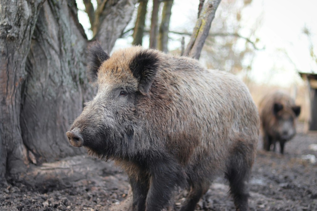 agriogourouno-kevin-jackson-unsplash