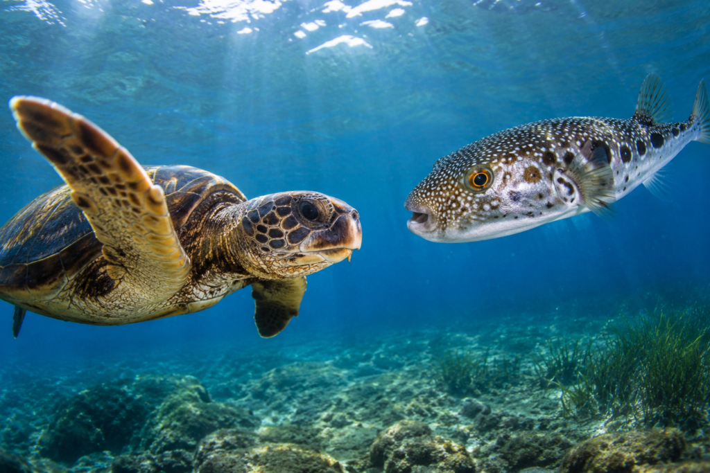 caretta caretta lagokefalos