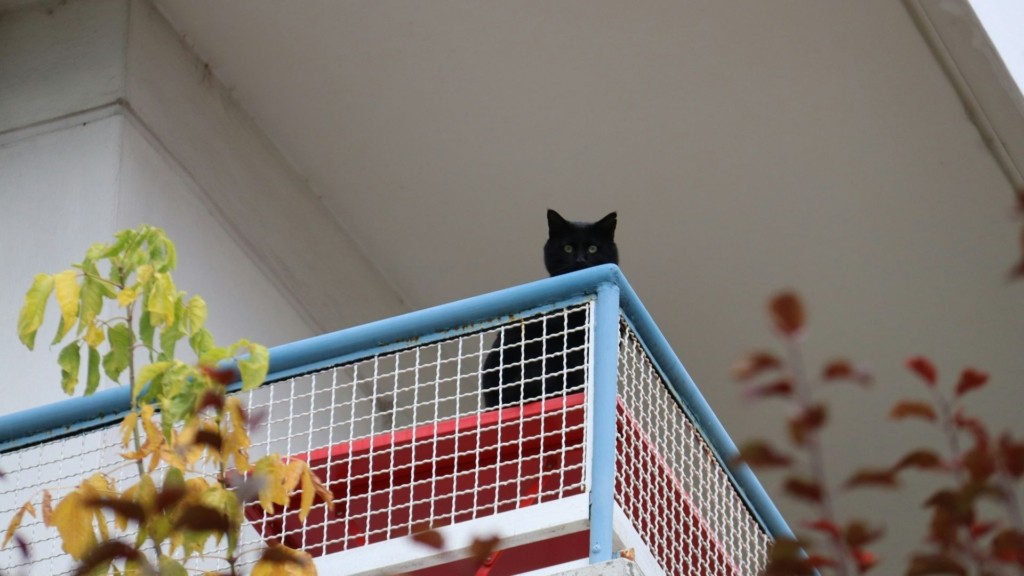 cats+balcony