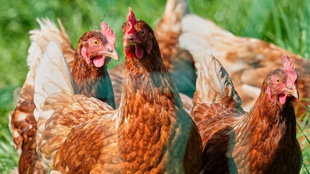 chicken new