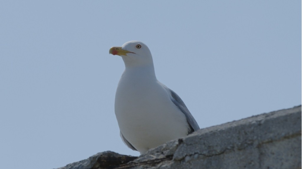 glaros_1