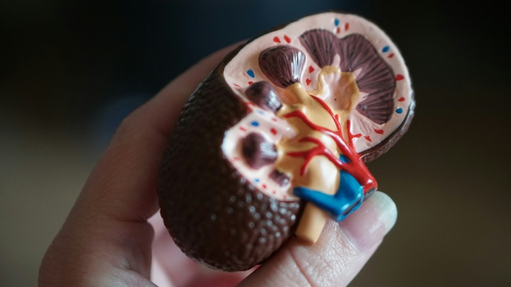 kidney_new