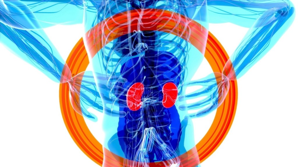 kidneys_new
