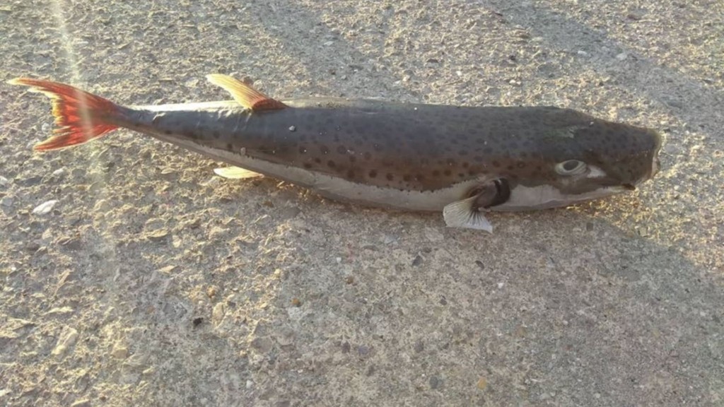 lagokefaloi new