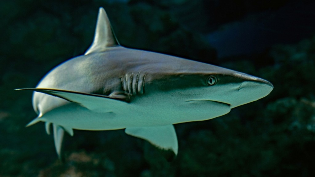 shark_new_123