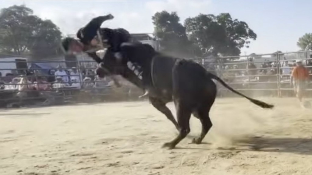 tavros-rodeo-nea-yorki-2