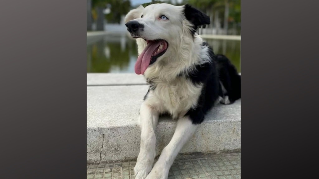 tsunami dog