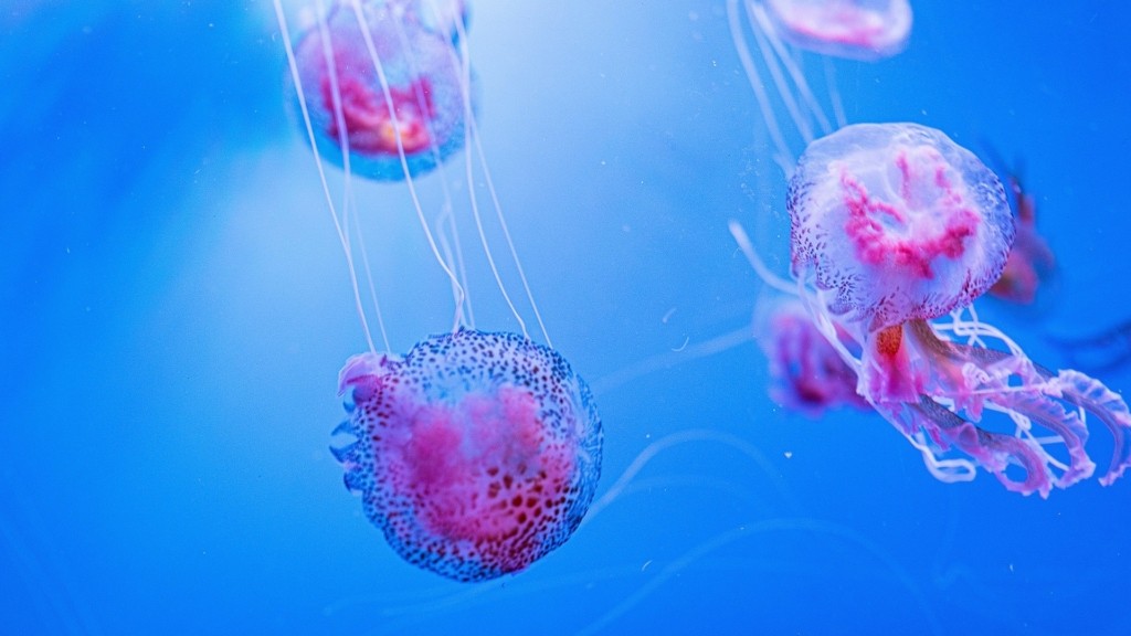 pelagia-noctiluca_mauve-medousa_0207_1920-1080_new