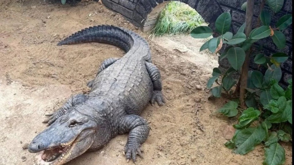Crocodile