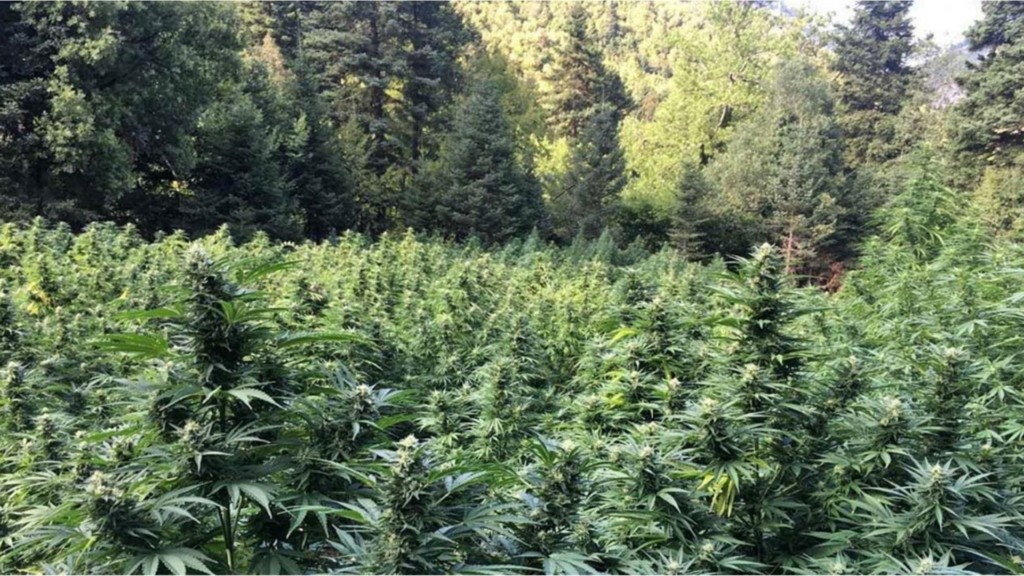 Kannabis