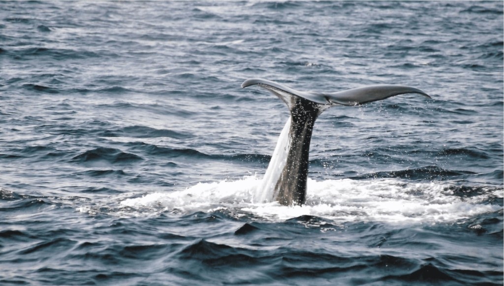 Sperm+Whale