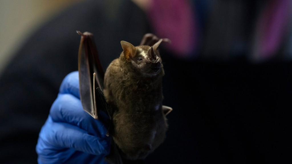 bat-7234