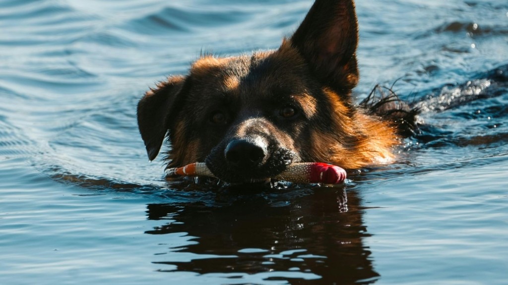 dog swimming