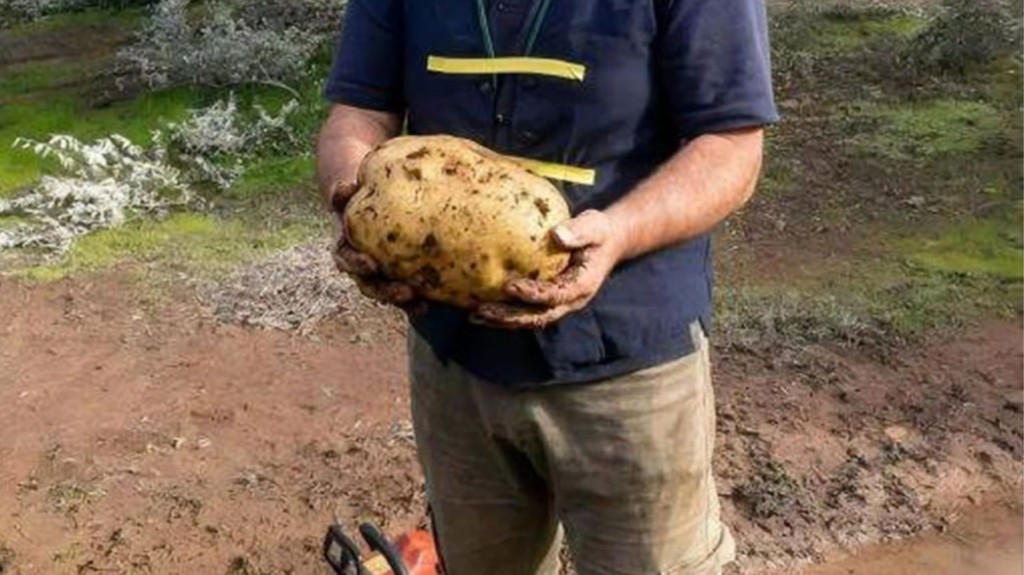 patata-gigas-xania-3