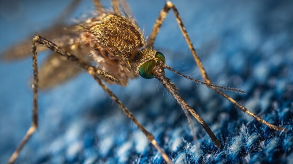 Mosquito