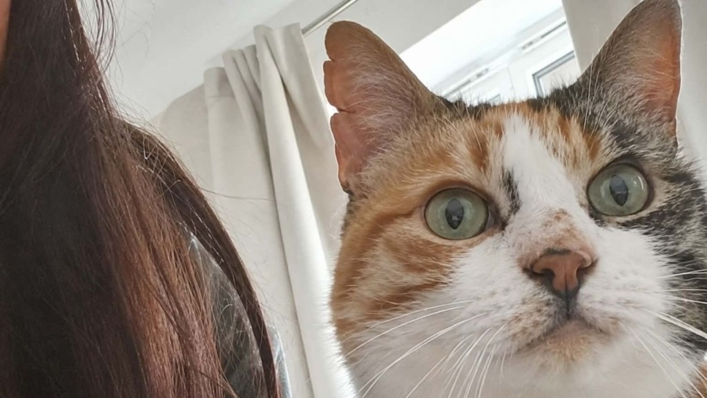 charlie_thecat