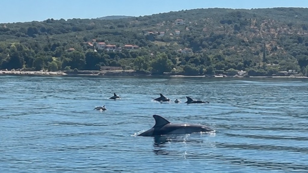 delfinia