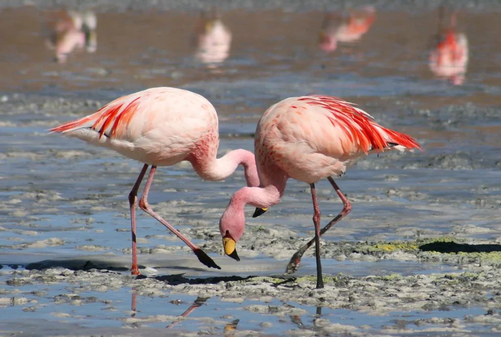 flamingos_laguna_colorada-2048×1380