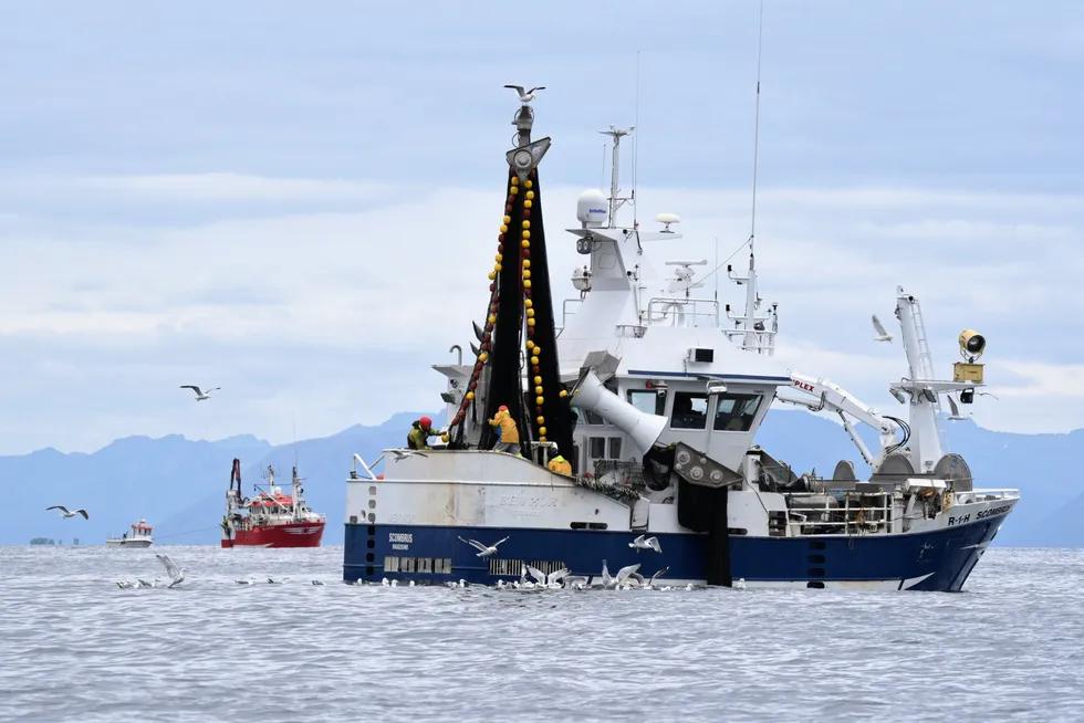 islandia skoumpri 2