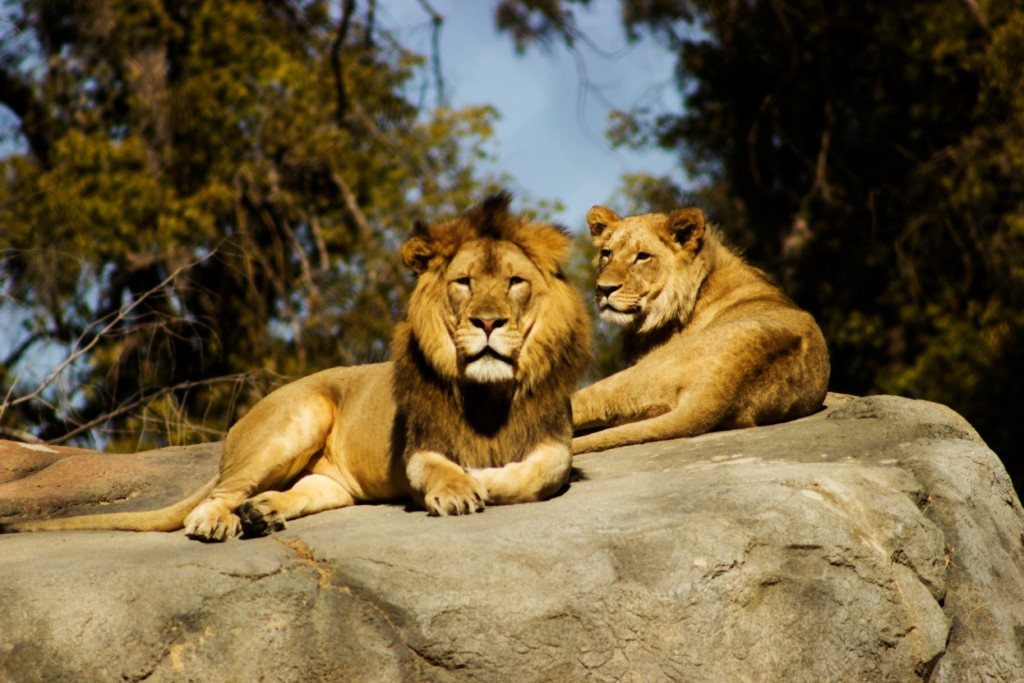 liontari-jeremy-avery-hht33rAqHi8-unsplash