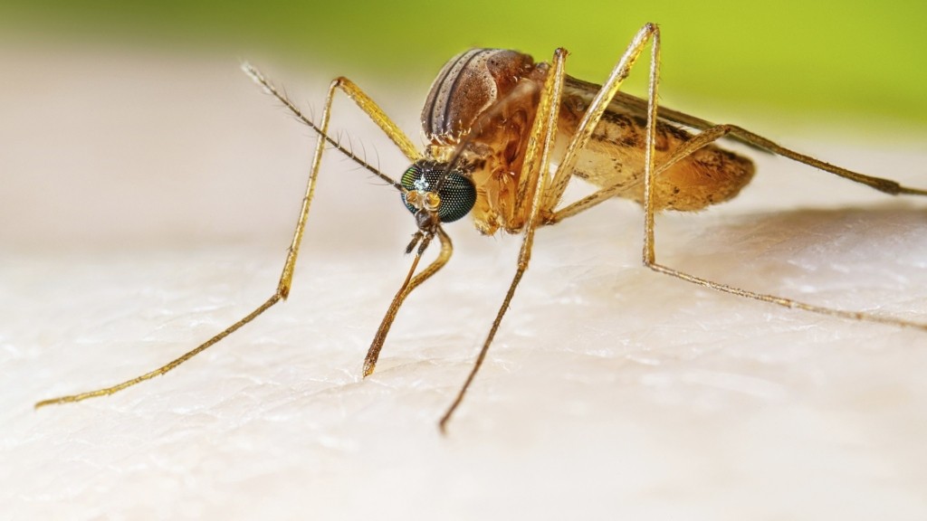 mosquito_new_1234