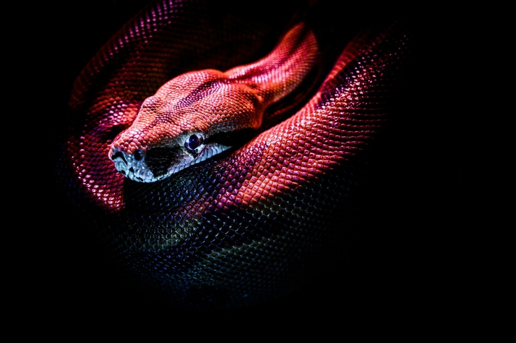 pythwnas-jan-kopriva-p1SKuYXxqec-unsplash