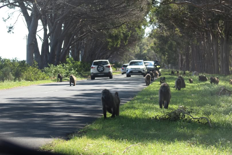 Cape Town’s baboon 3