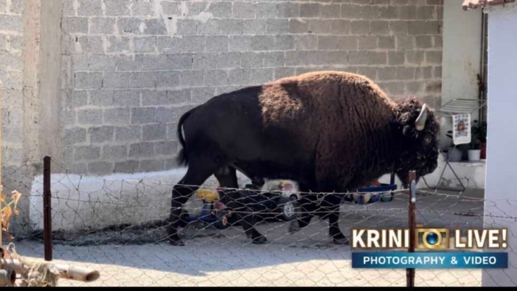 bisonas