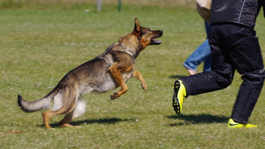 dog-attack