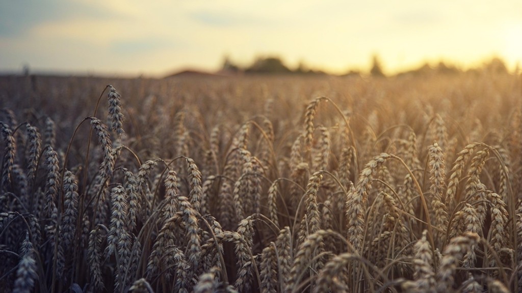 food-wheat
