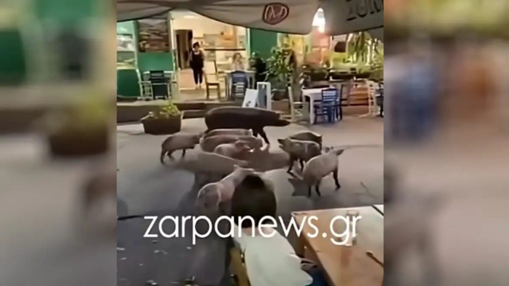 gourounia new
