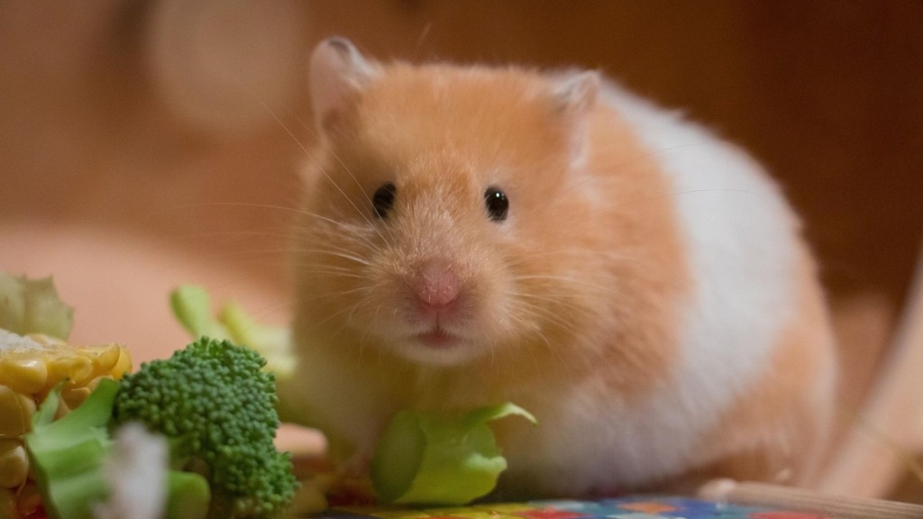hamster_pixabay
