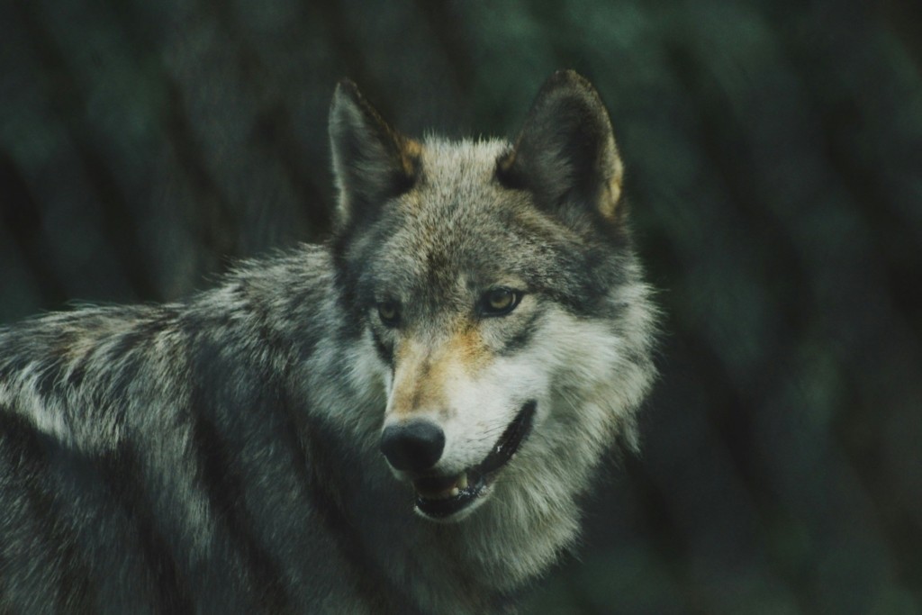 lykos-michael-larosa-kR1Aer8c_WI-unsplash