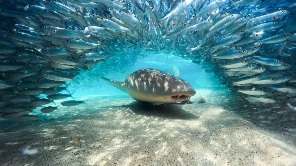 BBC BLUE PLANET III 3