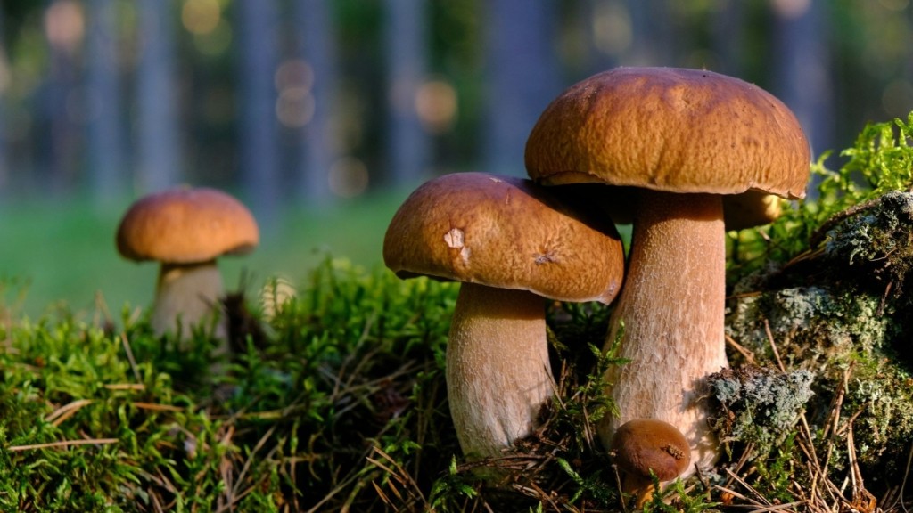 WILD_MUSHROOMS_UNSPLASH