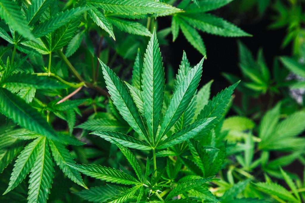 cannabis_unsplash