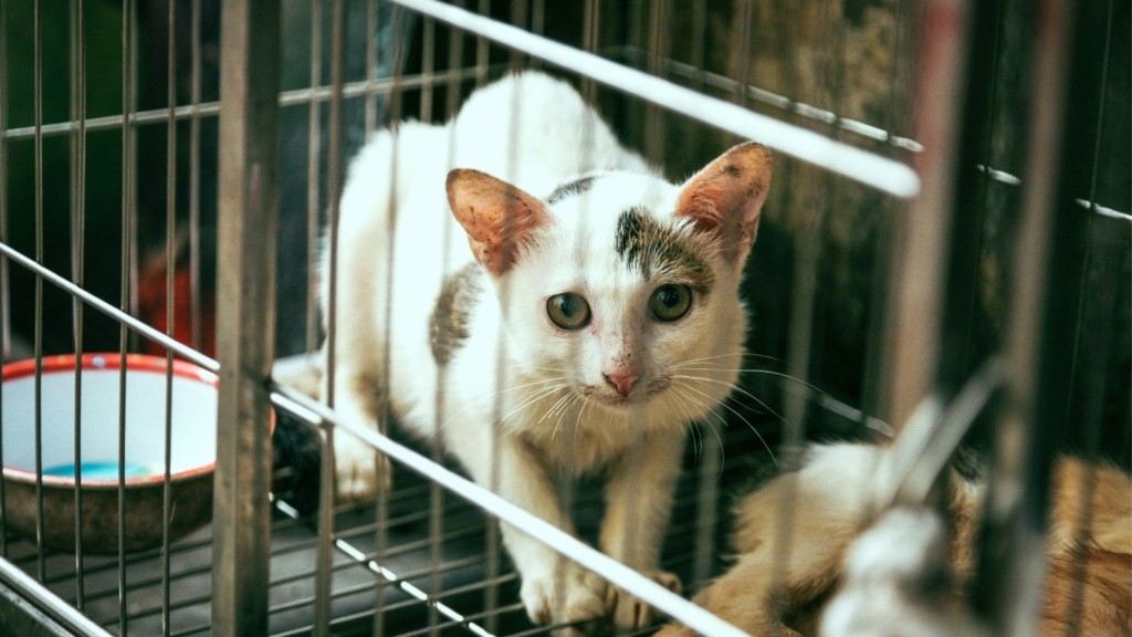 cat_cage_unsplash